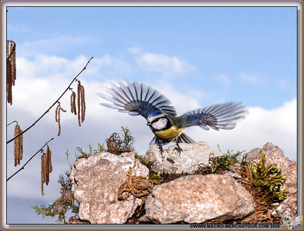 M&eacute;sange bleue